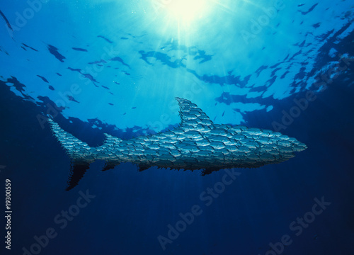 bans de poissons en forme de requin photo