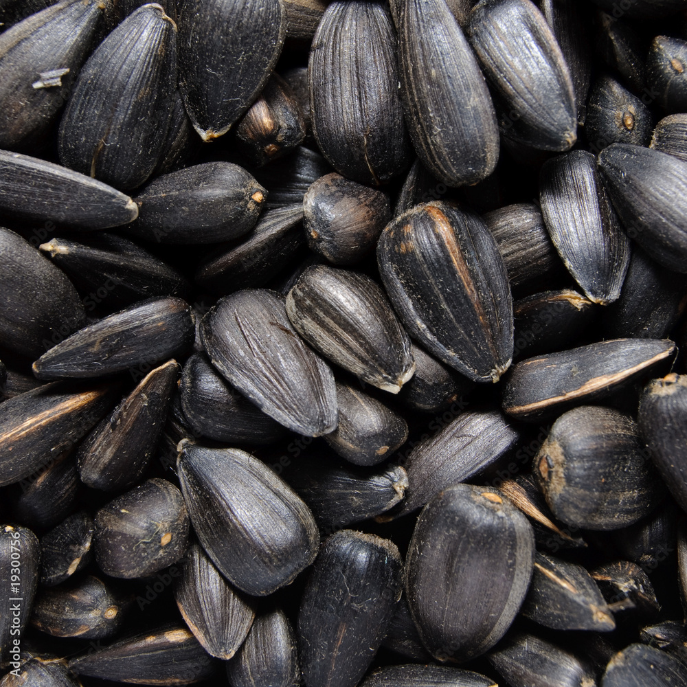 sunflower grains sunflower grains