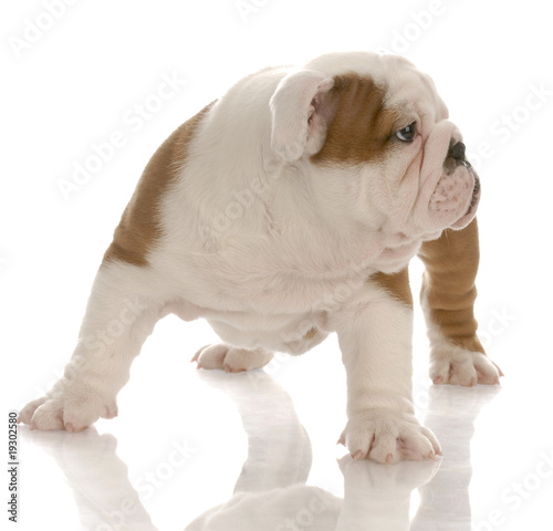 seven week old bulldog puppy standing looking to side