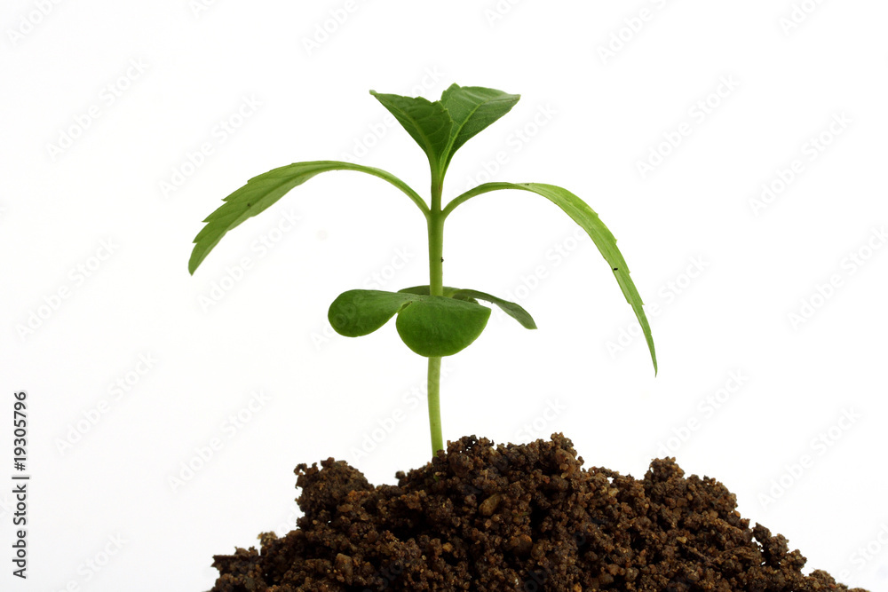Plant growing from soil Plant growing from soil
