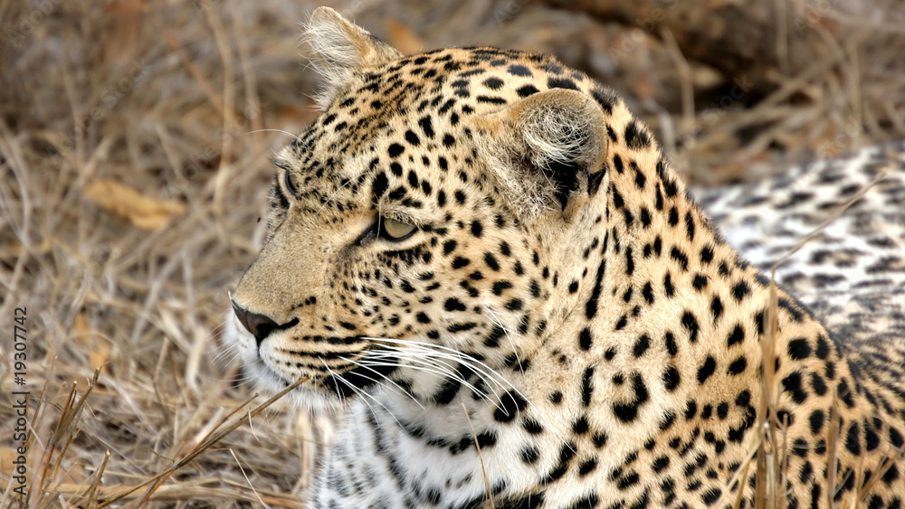Portrait of a wild Leopard Sabi Sands Portrait of a wild Leopard Sabi Sands