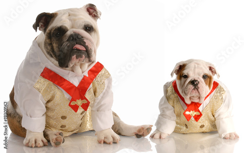 Canvas-taulu two english bulldogs wearing matching shirt and tie