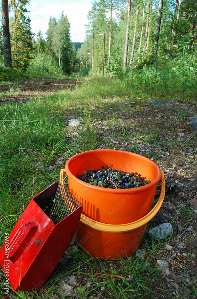 Blueberries Blueberries