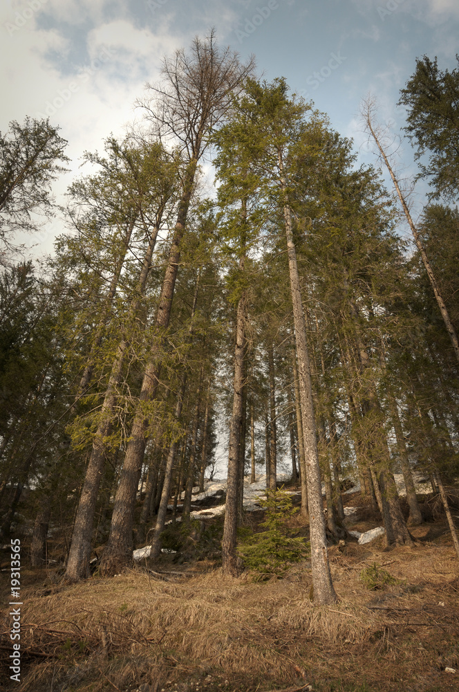 Naklejka premium Scary forest