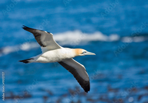 Cape Gannet Gliding