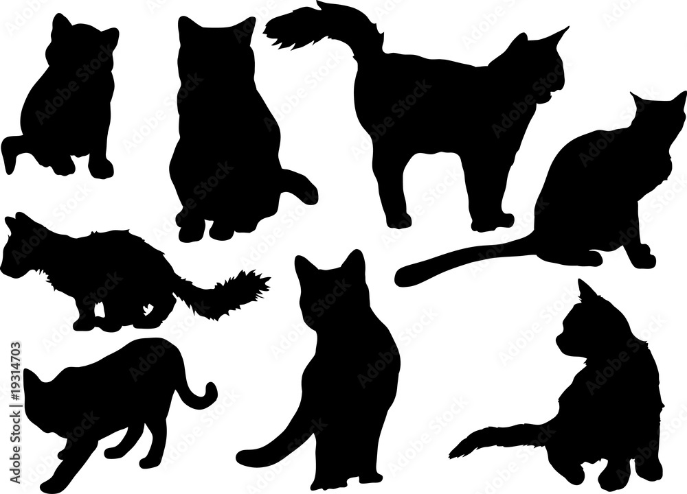 cats collection
