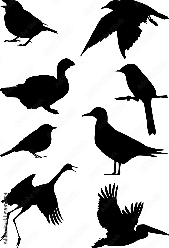Fototapeta premium birds collection