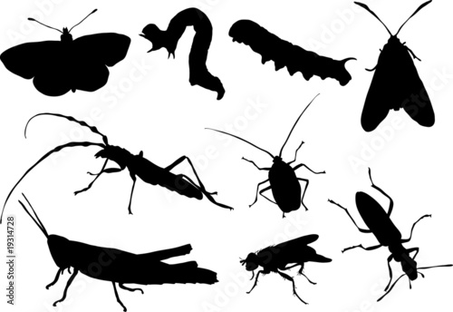 collection of insects