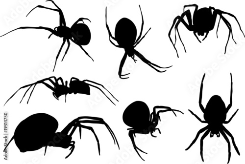 collection of spiders