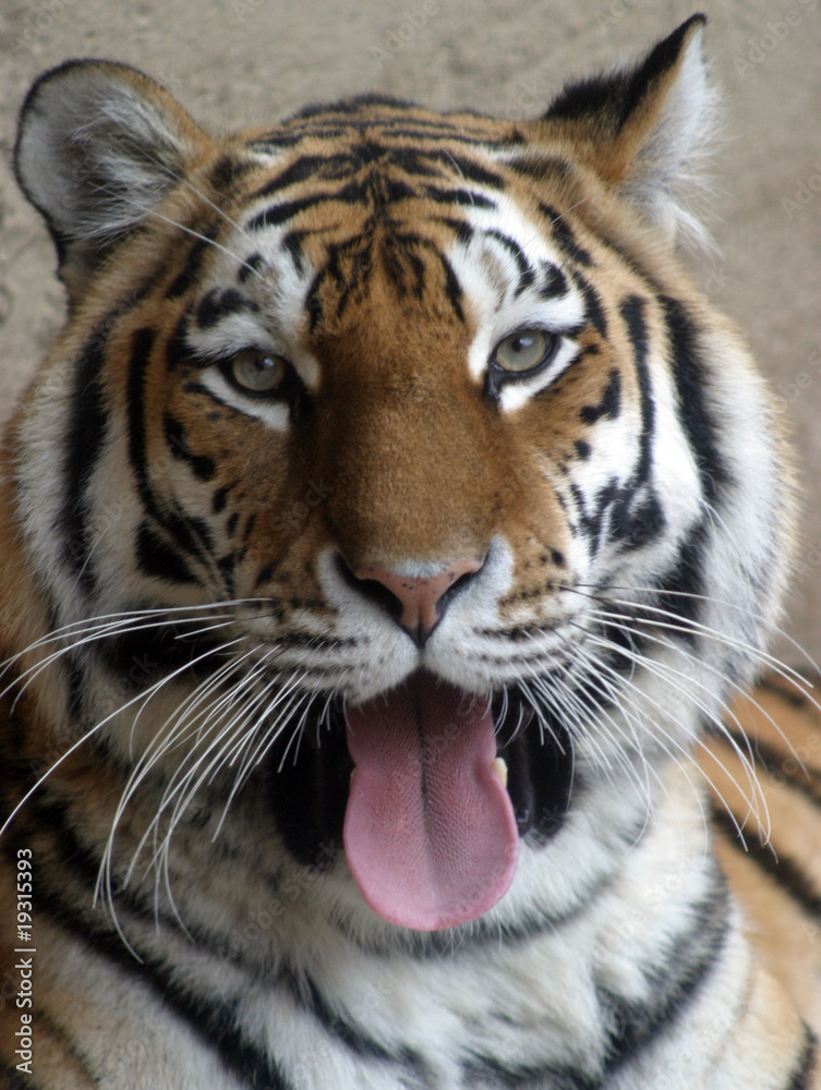 Fototapeta premium Tygrys