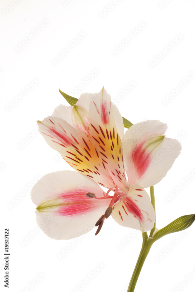 Naklejka premium Alsrtoemeria