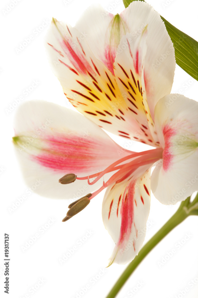 Fototapeta premium Alsrtoemeria