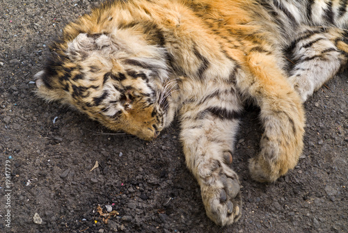 Dead young tiger 1