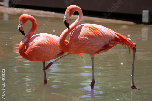 Flamingo..