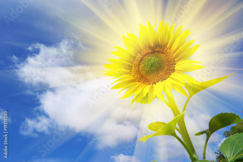 Sunflower on the sky background