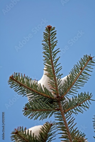 Pine branch in blue sky