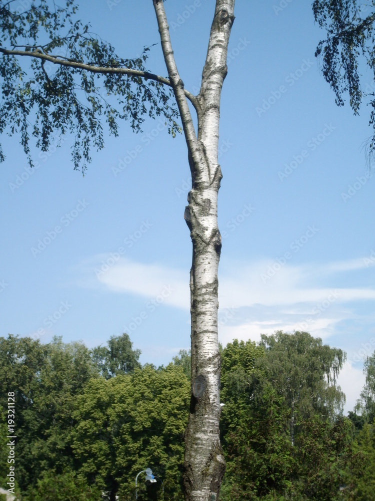 Fototapeta premium Birch