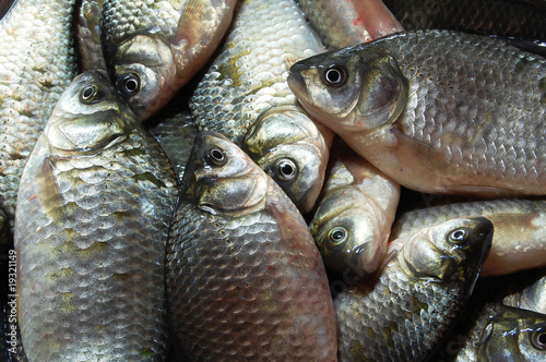 crucian