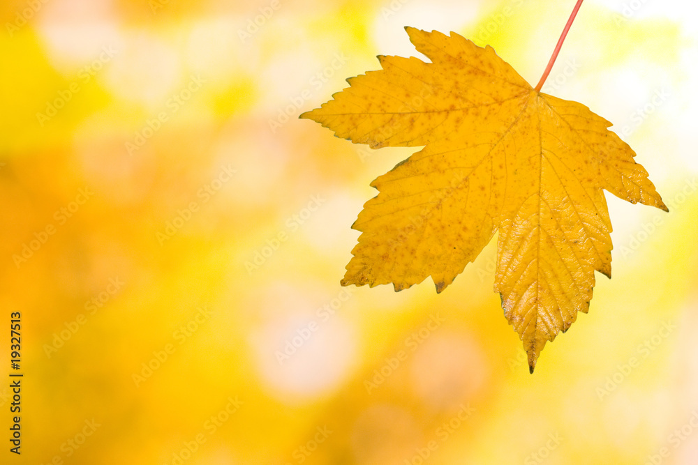Bunte Blätter im Herbst mit Sonnenstrahlen Bunte Blätter im Herbst mit Sonnenstrahlen
