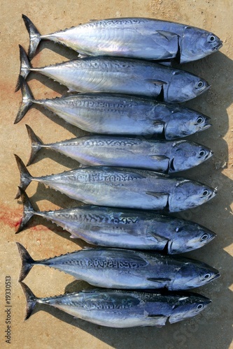 Auxis thazard fish in a row frigate tuna catch