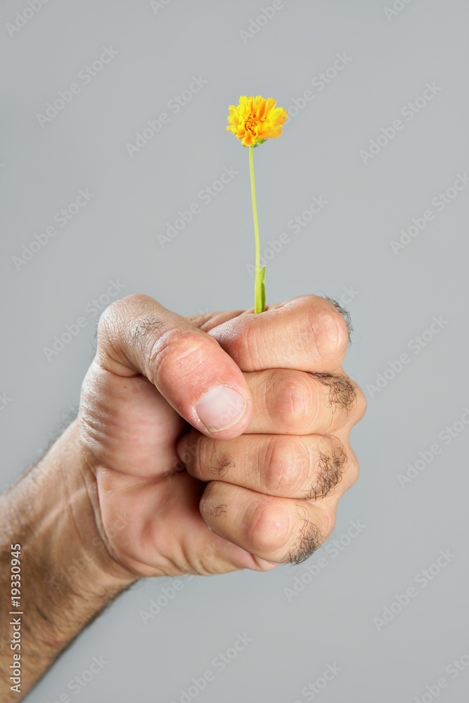 Concept and contrast of hairy man hand and flower Concept and contrast of hairy man hand and flower