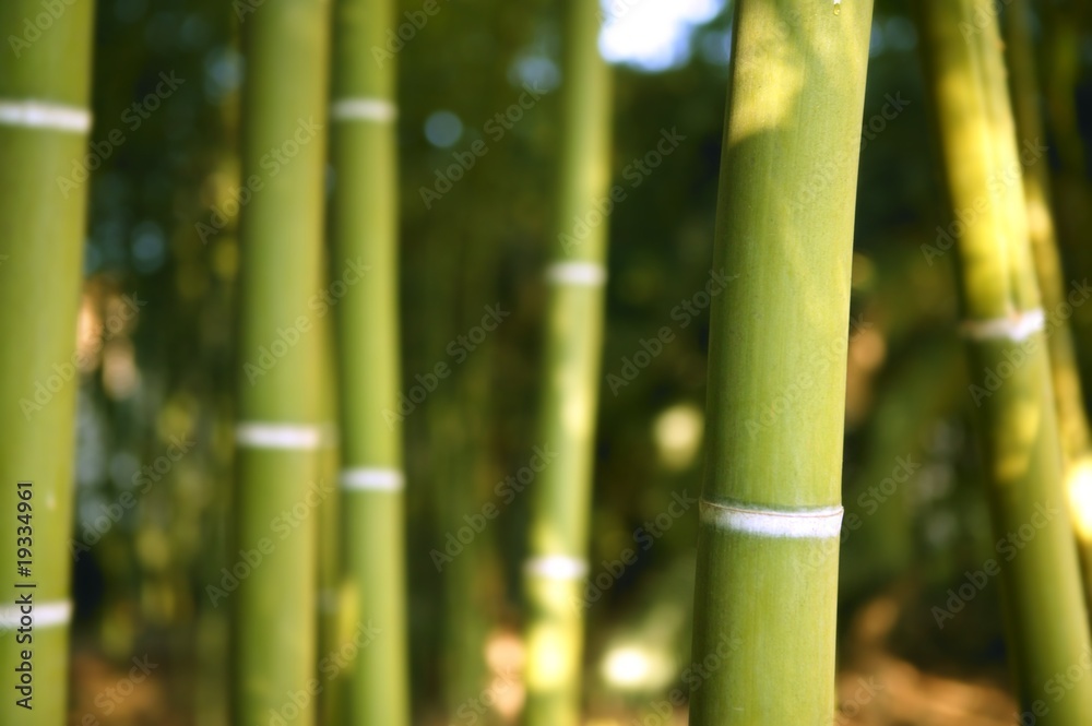 Obraz premium Bamboo cane green plantation