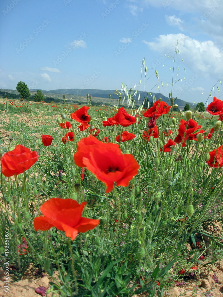 Obraz premium Amapolas en primavera,Aragón,España