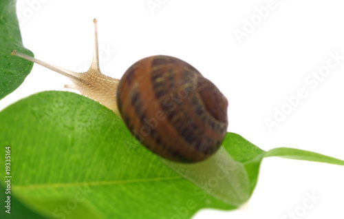 escargot funambule feuille ficus benjamina fond blanc photo