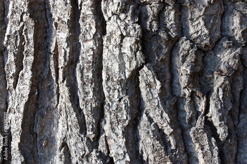 Fotografie Tree Bark