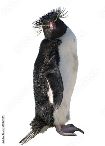 Isolated macaroni penguin