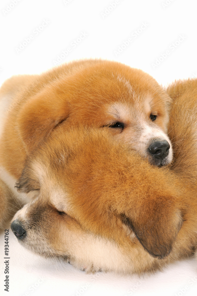 Two sleepy Akita Inu puppy dogs on white background Two sleepy Akita Inu puppy dogs on white background