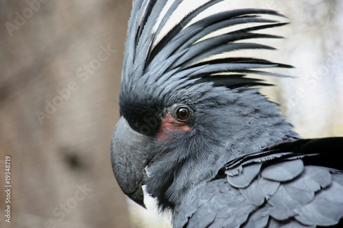 black palm cockatoo photo