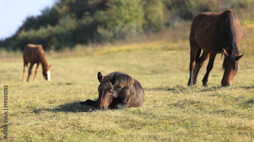 Horse peep