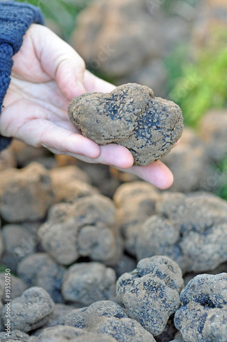 choisir une truffe photo