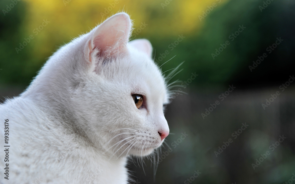 regard de chat blanc