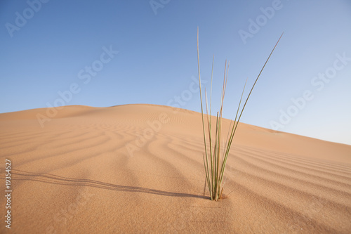 desertification theme - grass in desert sand