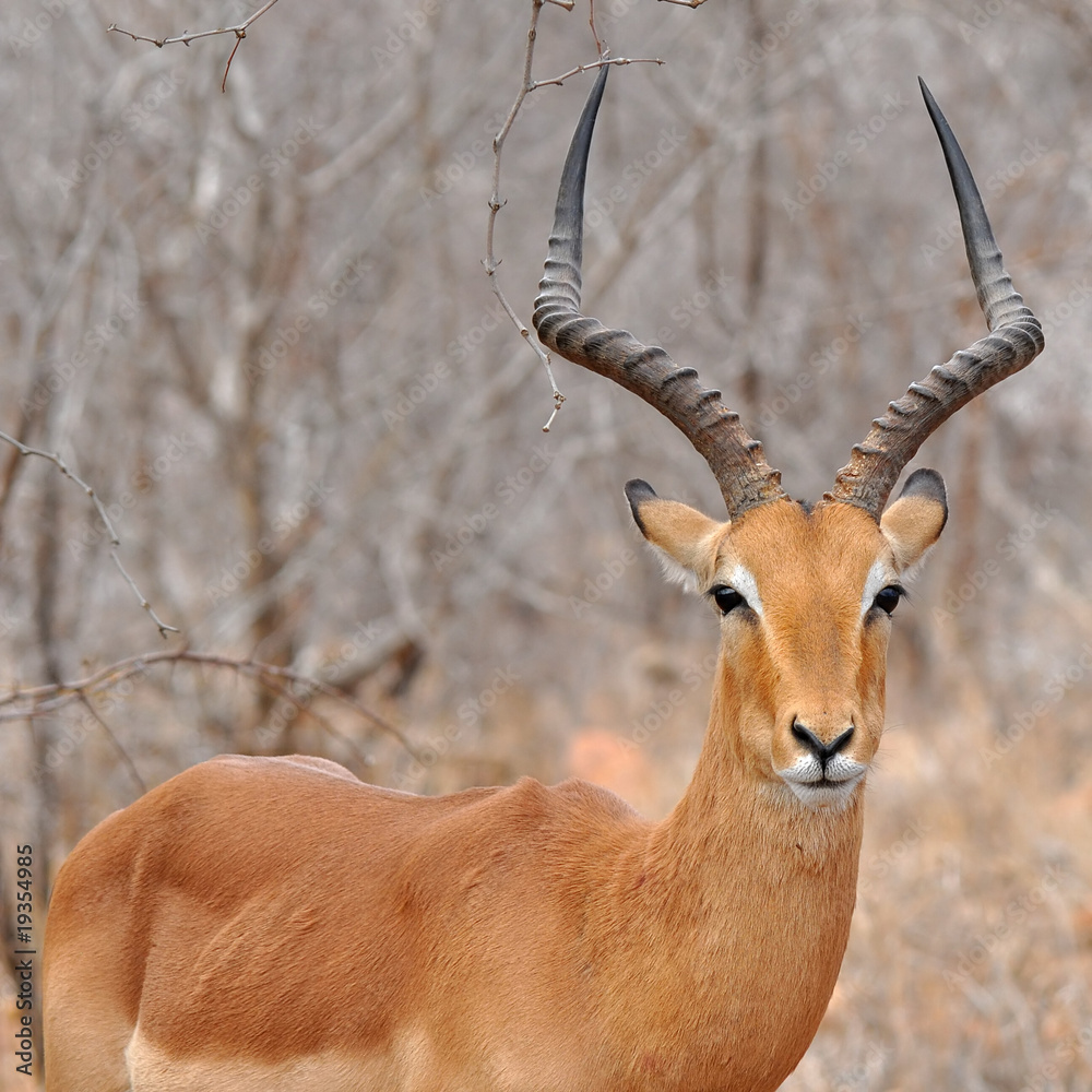 Naklejka premium male of impala gazelle in Kruger NP, South Africa