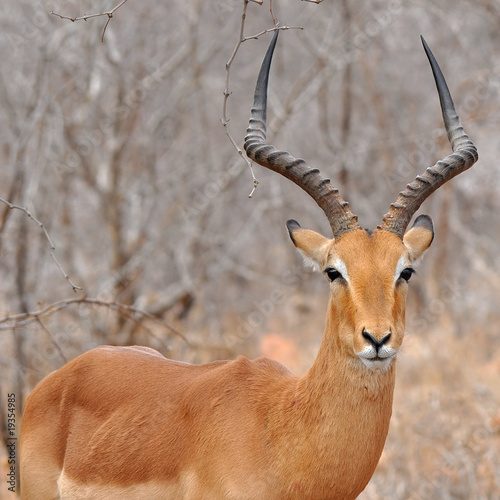 male of impala gazelle in Kruger NP, South Africa