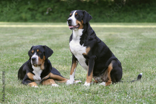 Zwei Schweizer Sennenhunde