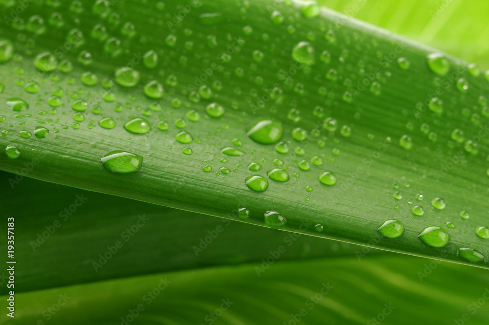 green leaf and water drop green leaf and water drop