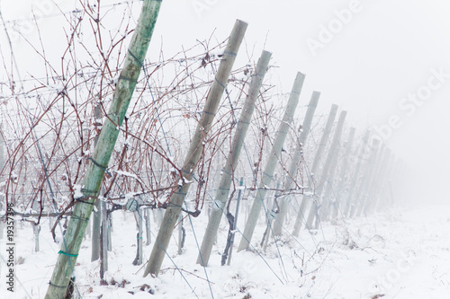 Snowed vineyards in the fog photo