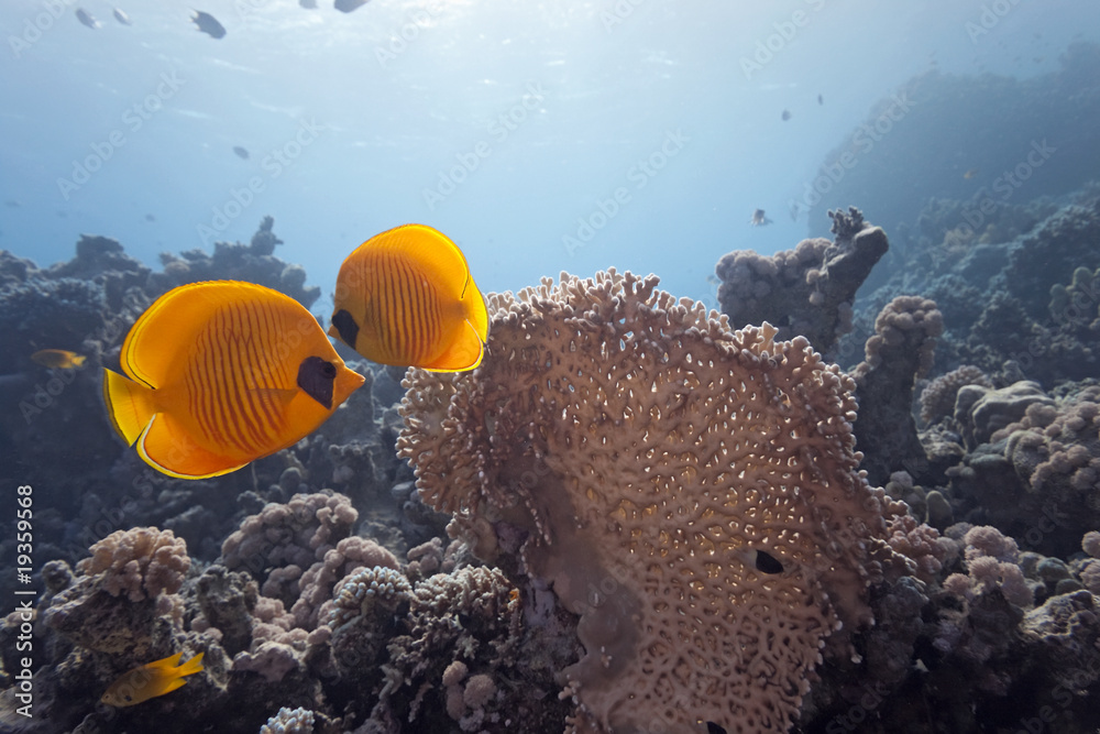 Butterfly fish and the fire coral