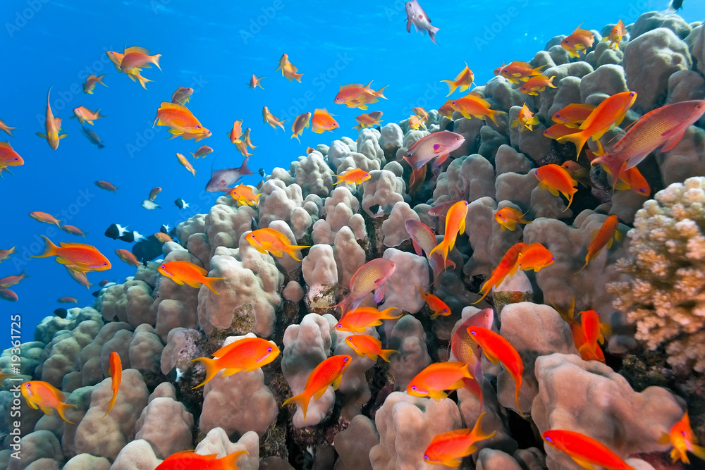 Shoal of anthias fish on the coral reef