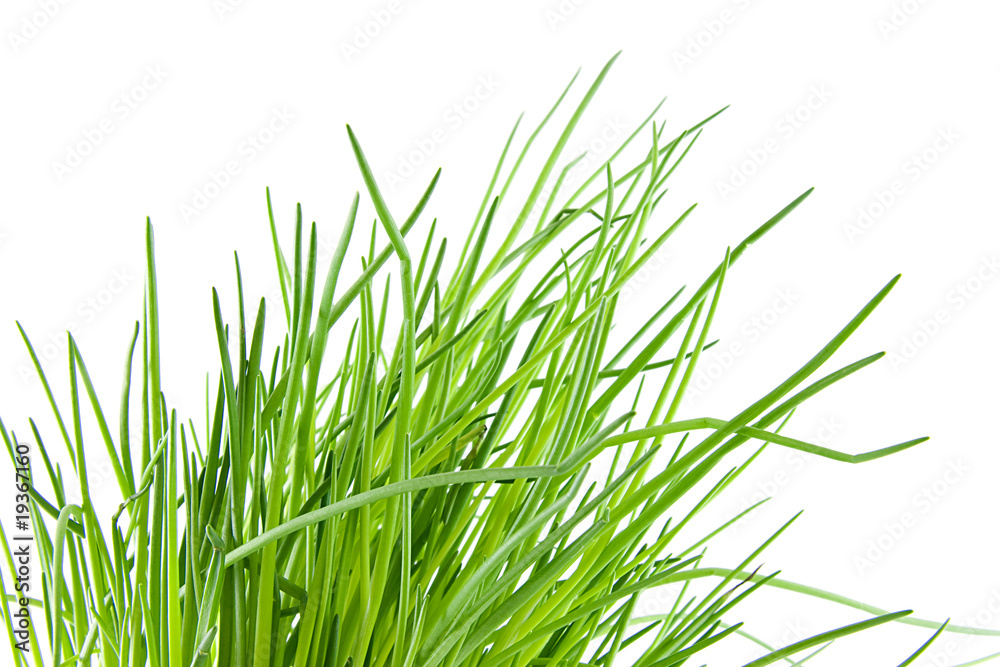Fresh chives in closeup over white background Fresh chives in closeup over white background