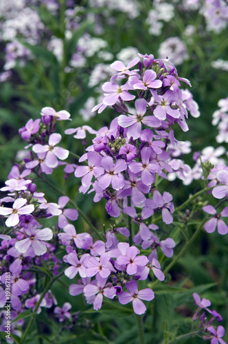 Nachtviole; Hesperis matronalis photo
