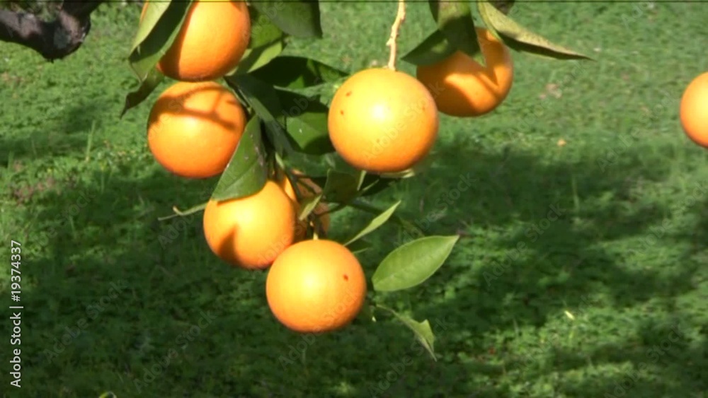 arancio arancio