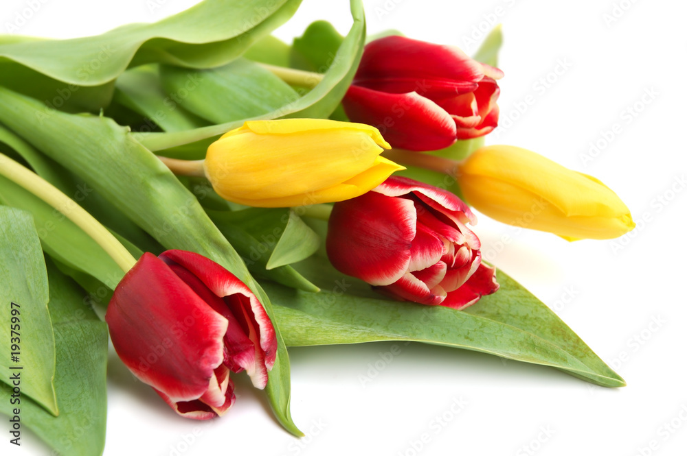 Colored tulips Colored tulips
