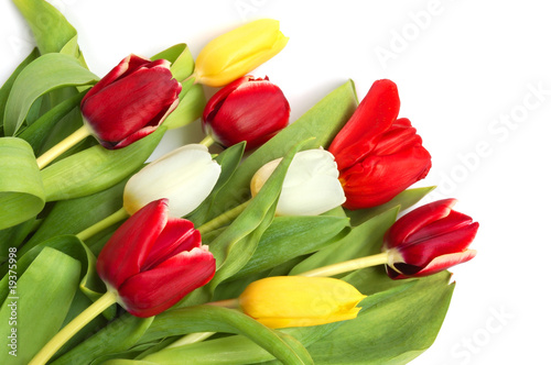 Colored tulips