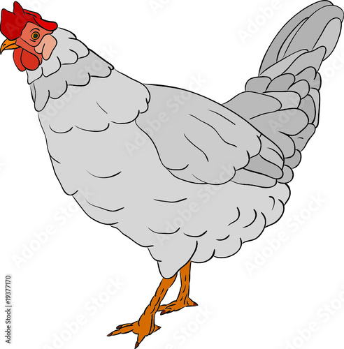 vector - hen isolated on background