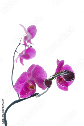 Blooming violet orchids flower isolated on white background © Sergey Toronto